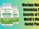 Moringa Magic: Unlocking the Secrets of the World’s Most Useful Plant